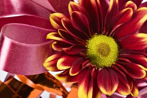 Flowers Stock Photos