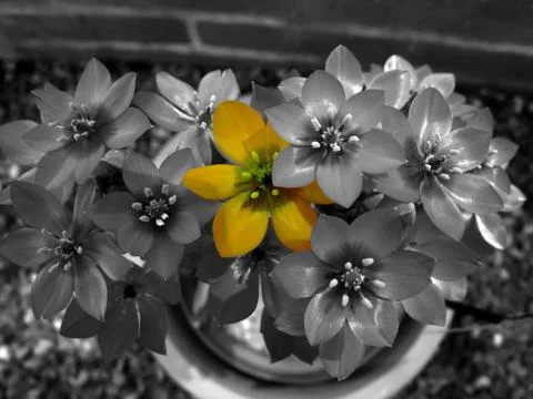 Flowers Stock Photos