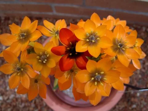 Flowers Stock Photos