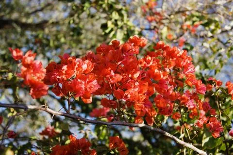 Flowers Stock Photos