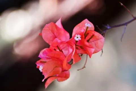 Flowers Stock Photos