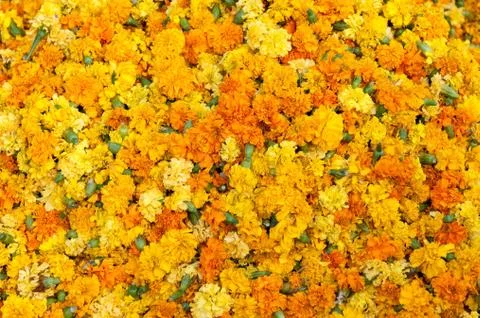 Flowers Stock Photos