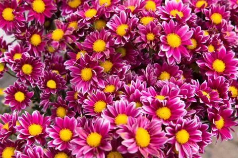 Flowers. Stock Photos