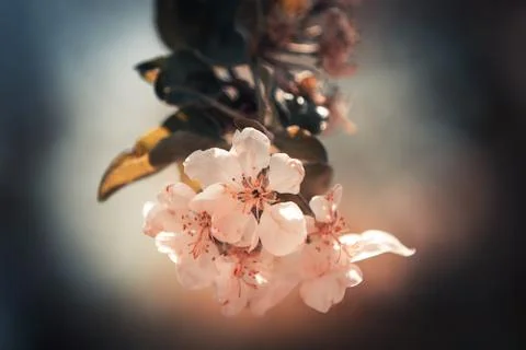 Flowers 스톡 사진