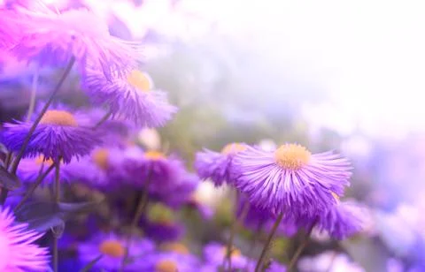 Flowers Stock Photos