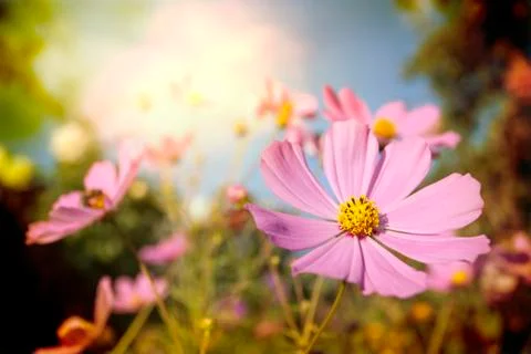 Flowers Stock Photos