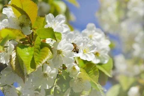 Flowers Stock Photos