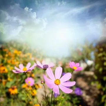 Flowers Stock Photos