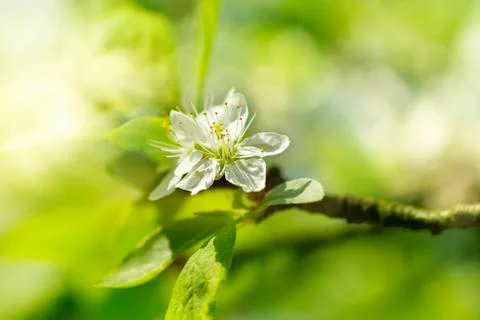 Flowers Stock Photos