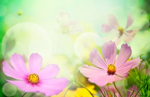 Flowers Stock Photos