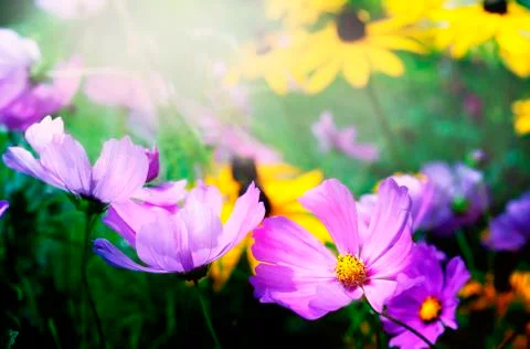 Flowers Stock Photos