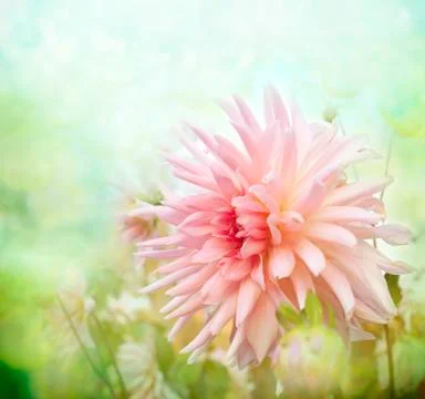 Flowers Stock Photos