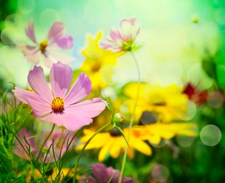 Flowers Stock Photos