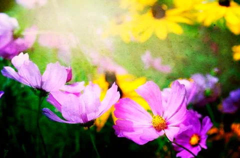 Flowers Stock Photos