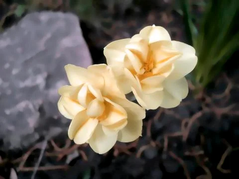 Flowers Stock Photos