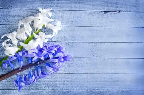 Flowers Stock Photos