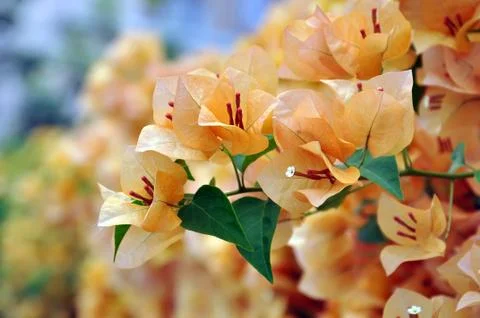 Flowers Stock Photos