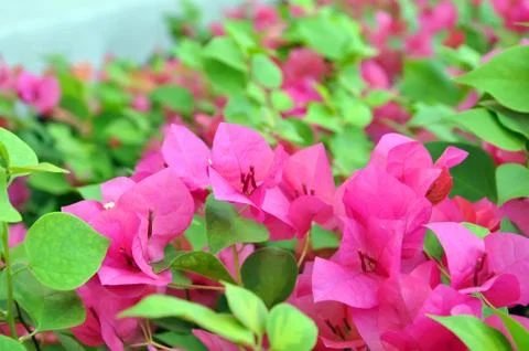 Flowers Stock Photos