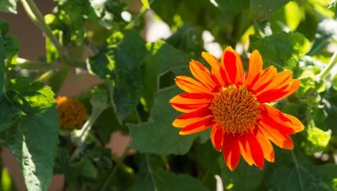 Flowers Stock Photos