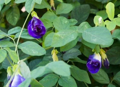 Flowers Stock Photos