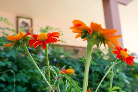 Flowers Stock Photos