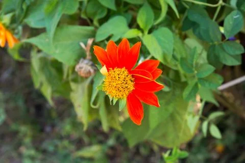 Flowers Stock Photos