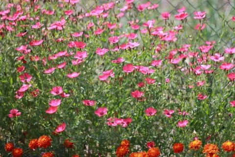 Flowers 写真素材