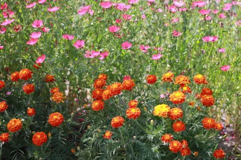 Flowers 写真素材