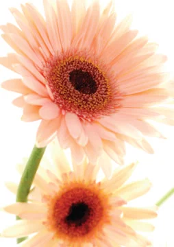 Flowers Stock Photos