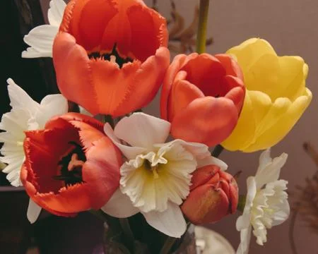 Flowers Stock Photos