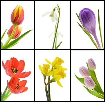 Flowers Stock Photos