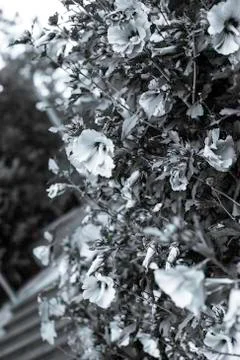 Flowers Stock Photos