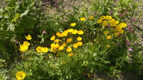 Flowers Stock Photos