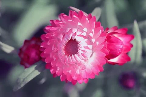 Flowers Stock Photos