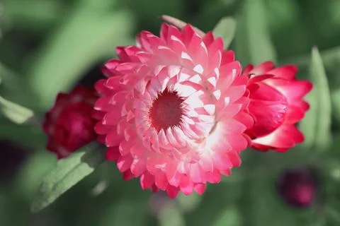 Flowers Stock Photos