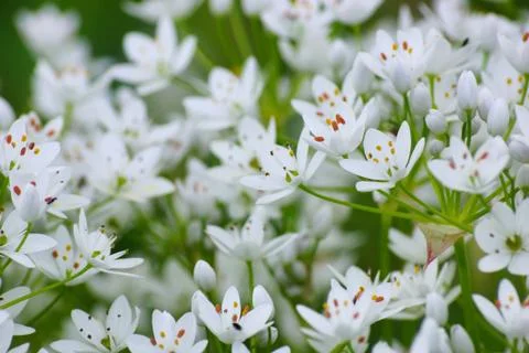 Flowers Stock Photos