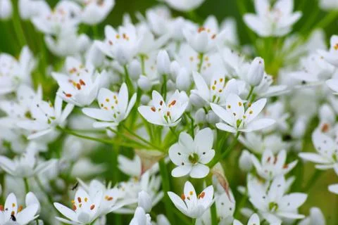 Flowers  Stock Photos