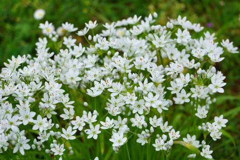 Flowers  Stock Photos