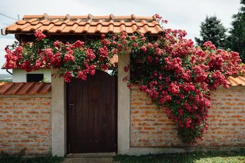 Flowers 写真素材