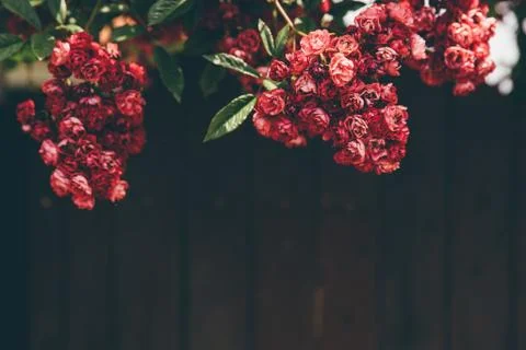 Flowers. Stock-Fotos