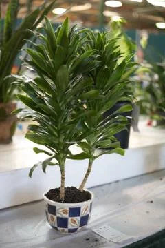 Flowers Stock Photos