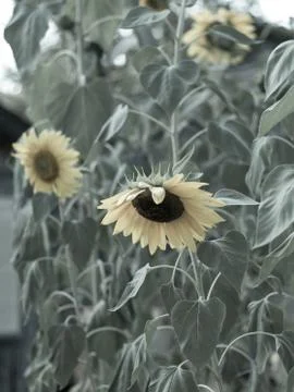 Flowers Stock Photos