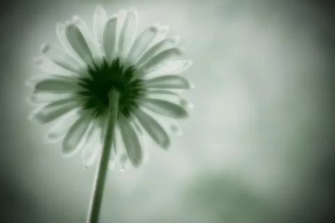 Flowers Stock Photos