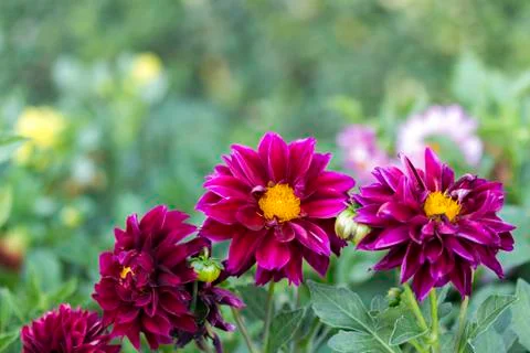 Flowers Stock Photos