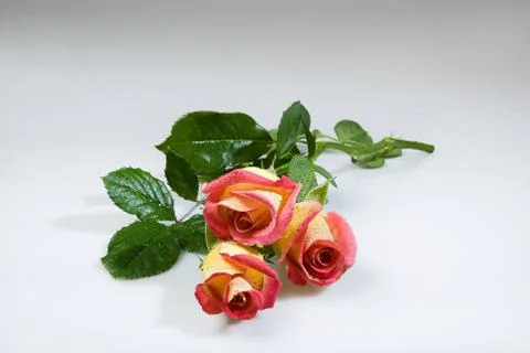 Flowers Stock Photos