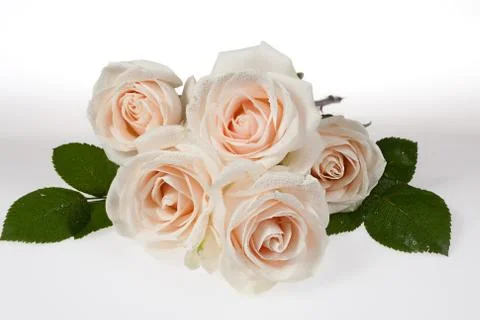 Flowers Stock Photos