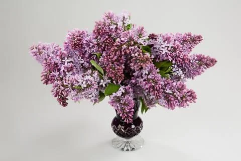 Flowers Stock Photos