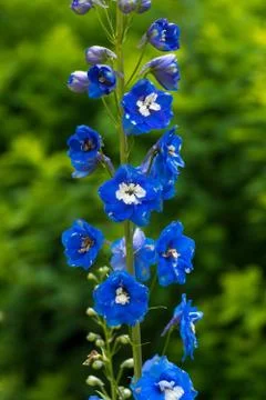 Flowers Stock Photos