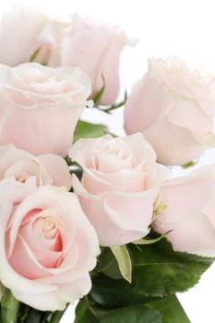 Flowers Stock Photos