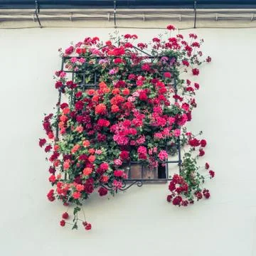 Flowers Stock Photos
